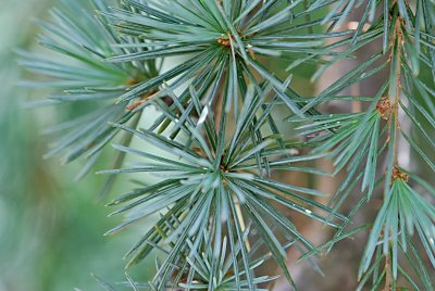 Cedrus libani 'Pendula' - cedr libanonský - jehlice ve svazku - detail